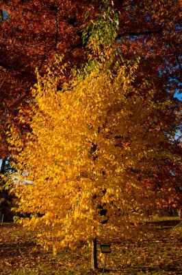 Betula papyrifera - bříza papírová - celek podzim